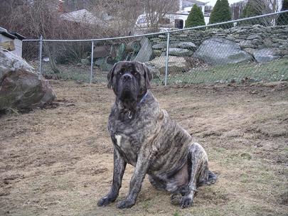 Mountainviews Willie G Canine Good Citizen, Tested Located in New York, He stands art stud to approved Bitches